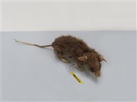 藏品(高山白腹鼠 )的圖片